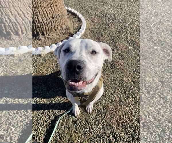 Medium Photo #1 Labmatian Puppy For Sale in Chandler, AZ, USA