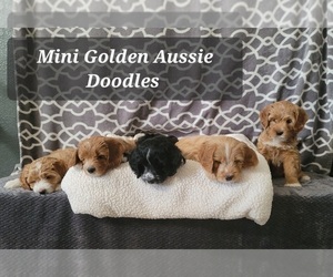 F2 Aussiedoodle-Goldendoodle Mix Puppy for sale in PEORIA, AZ, USA