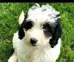 Small #9 Bernedoodle (Miniature)