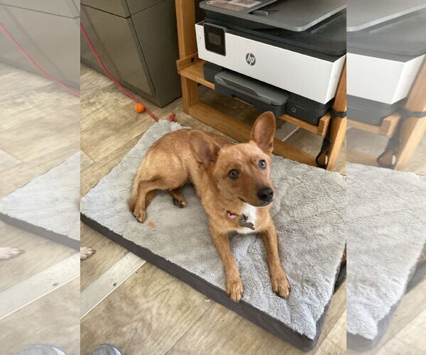 Medium Photo #3 Schipperke-Unknown Mix Puppy For Sale in San Diego, CA, USA