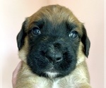 Small #1 Boxer-Poodle (Standard) Mix