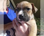 Small Photo #9 American Bully Puppy For Sale in WILLIAMSVILLE, IL, USA
