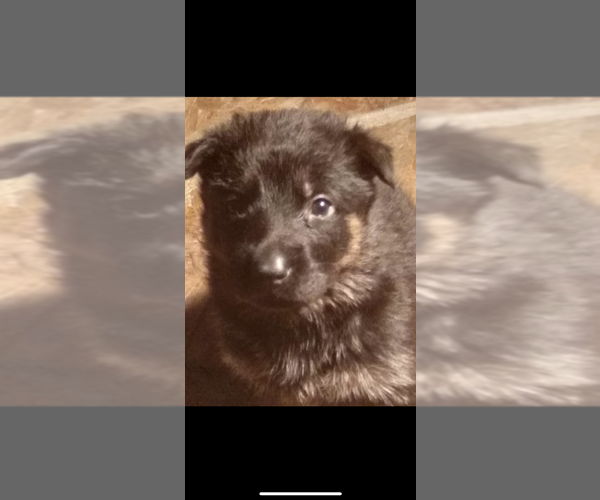 Medium Photo #16 German Shepherd Dog Puppy For Sale in AMBERG, WI, USA
