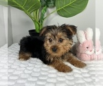 Small #4 Yorkshire Terrier