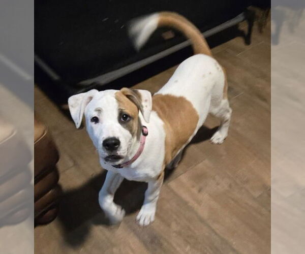 Medium Photo #24 American Pit Bull Terrier-Australian Shepherd Mix Puppy For Sale in OKLAHOMA CITY, OK, USA