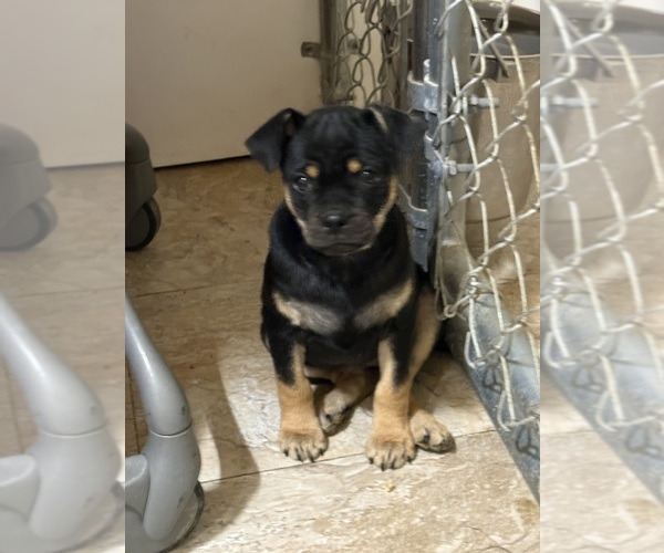 Medium Photo #1 Carlin Pinscher Puppy For Sale in COBB, WI, USA