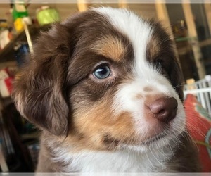 Miniature American Shepherd Puppy for sale in HOLLY HILL, SC, USA