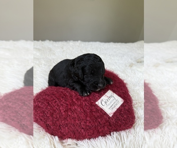 Medium Photo #123 Bernedoodle Puppy For Sale in BELMONT, NC, USA
