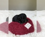 Small #122 Bernedoodle