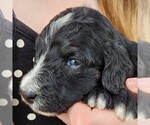 Small #7 F2 Aussiedoodle