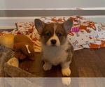 Puppy Willy Pembroke Welsh Corgi
