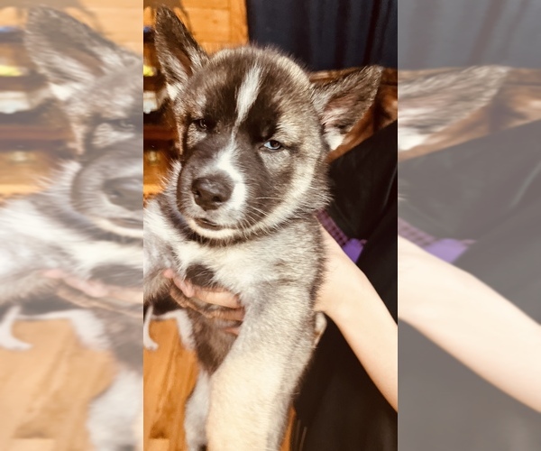 Medium Photo #32 Siberian Husky Puppy For Sale in CLERMONT, FL, USA