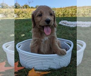 Goldendoodle (Miniature) Puppy for sale in FREDERICKSBURG, OH, USA
