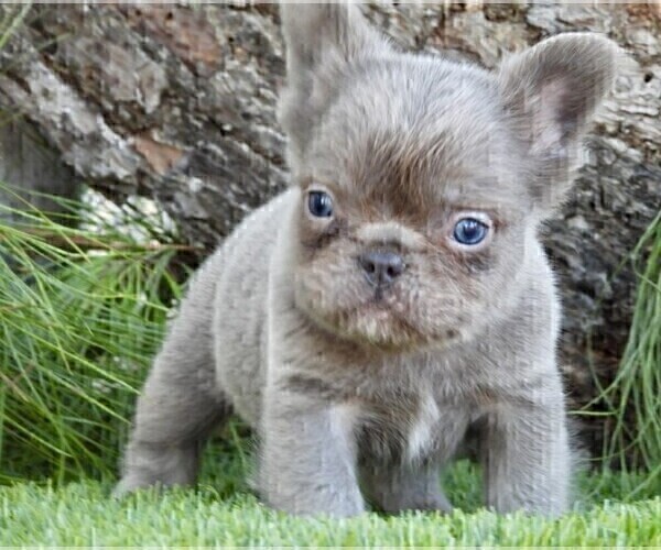 Medium Photo #1 French Bulldog Puppy For Sale in BOCA RATON, FL, USA