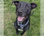 Small #11 Labrador Retriever Mix