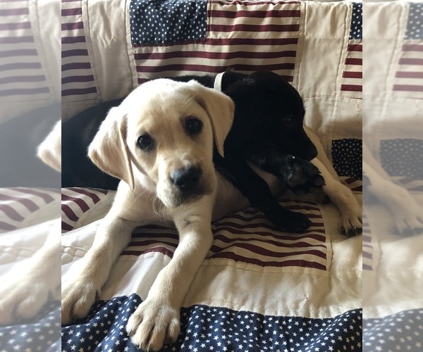 Medium Photo #2 Labrador Retriever Puppy For Sale in CLEVELAND, GA, USA