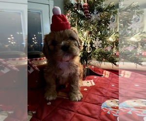 Cavachon Litter for sale in OLYMPIA, WA, USA