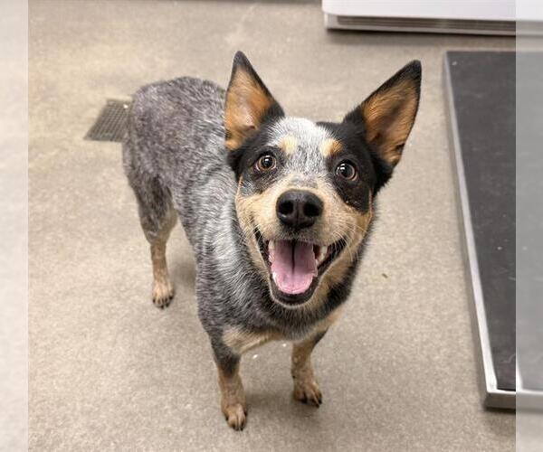 Medium Photo #1 Texas Heeler Puppy For Sale in HESPERIA, CA, USA