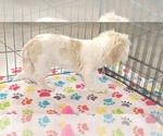 Small #9 Shih Tzu