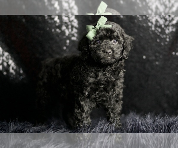 Medium Photo #4 Poodle (Miniature) Puppy For Sale in WARSAW, IN, USA
