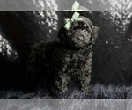 Small Photo #4 Poodle (Miniature) Puppy For Sale in WARSAW, IN, USA