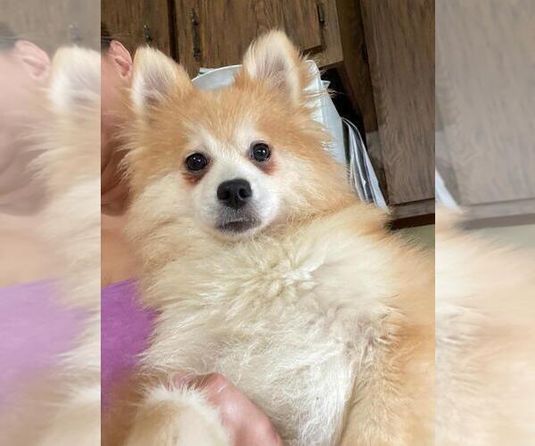 Medium Photo #5 Pomeranian-Pomsky Mix Puppy For Sale in BOSTON, MA, USA