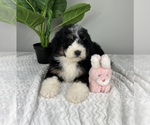 Small Photo #6 Bernedoodle (Miniature) Puppy For Sale in FRANKLIN, IN, USA