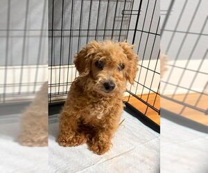 Poodle (Miniature)-Unknown Mix Dogs for adoption in Grafton, WI, USA