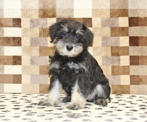Schnauzer (Miniature) Puppy for sale in DENVER, PA, USA