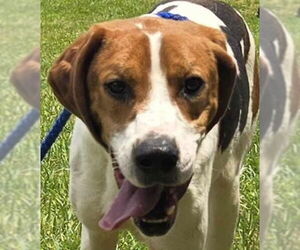 Treeing Walker Coonhound Dogs for adoption in Canton, CT, USA