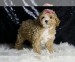Small Photo #10 Maltipoo (Miniature) Puppy For Sale in WARSAW, IN, USA