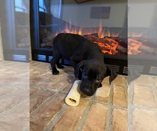 Medium Photo #7 Coonhound Puppy For Sale in ZANESVILLE, OH, USA