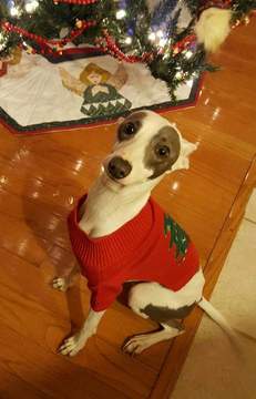 Medium Photo #1 Italian Greyhound Puppy For Sale in LITCHFIELD, IL, USA