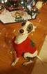 Small Photo #1 Italian Greyhound Puppy For Sale in LITCHFIELD, IL, USA