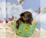 Small Photo #31 Morkie Puppy For Sale in CASSVILLE, MO, USA