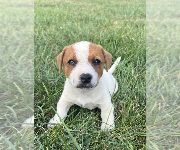 Medium Photo #1 Jack Russell Terrier Puppy For Sale in MOUNT SOLON, VA, USA