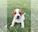 Puppy Bubbles Jack Russell Terrier