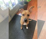 Small #3 Bulldog Mix