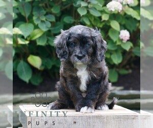 Cavapoo Puppy for sale in KINZERS, PA, USA