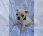 Small Photo #1 Boston Terrier Puppy For Sale in MINERAL WELLS, WV, USA
