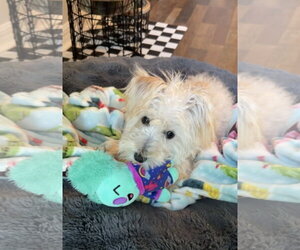 Daisy Mae - Female Maltese-Unknown Mix Dog for Adoption - Photo #5