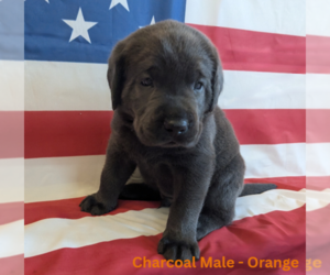 Labrador Retriever Puppy for sale in PALMYRA, VA, USA