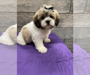 Zuchon Puppy for sale in RICHMOND, IL, USA