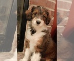 Puppy Bella Collie-Poodle (Miniature) Mix