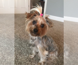 Yorkshire Terrier Puppy for sale in WILLOWS, CA, USA