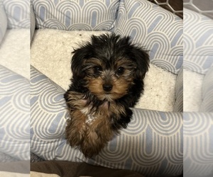 Yorkshire Terrier Puppy for sale in BAKERSFIELD, CA, USA