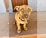 Small #3 Chihuahua Mix