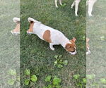 Small #3 Bulldog-Jack Russell Terrier Mix