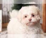 Small Photo #4 Shih-Poo Puppy For Sale in NAPLES, FL, USA