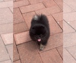 Small #2 Pomeranian